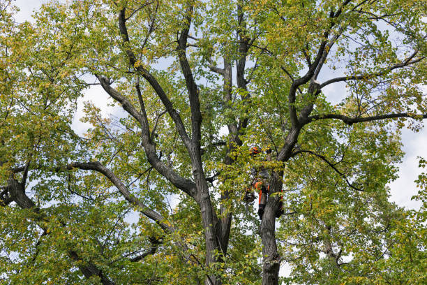 How Our Tree Care Process Works  in  Whitwell, TN
